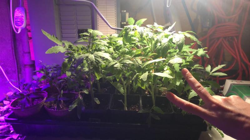 Natural lighting around windows is too often insufficient for quality seedlings. Getting the proper equipment may turn out to be a good investment for active gardeners.