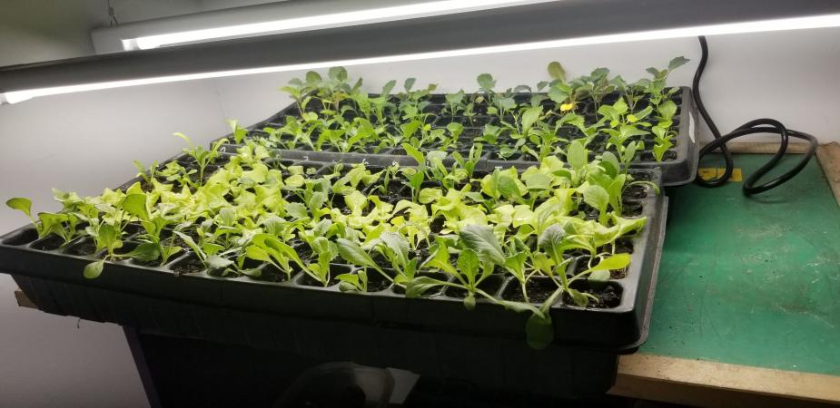 A lighting system could serve to get seedlings under way for successive harvests. Here, leafy vegetables intended for a cold frame late in the season.