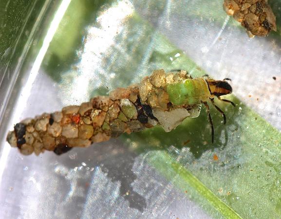 Caddisfly larva in its case - Psilotreta labida