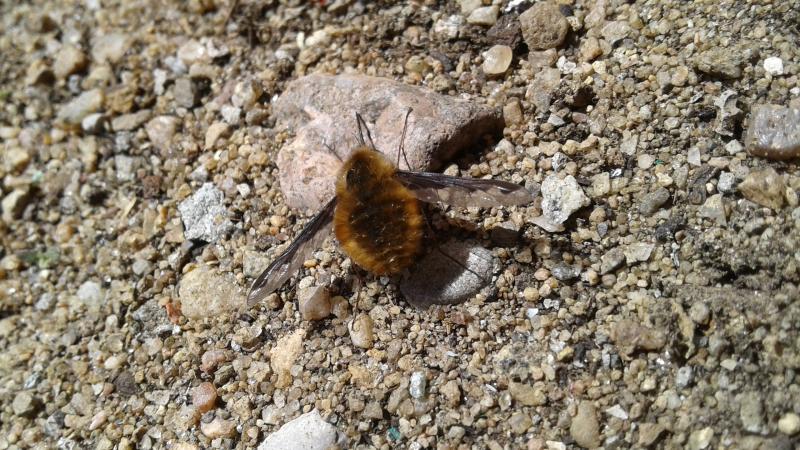 The large bee fly (Bombylius major) is a common species, one seen very early in the spring. Here, a female is looking to stockpile sand particles in her abdominal pouch.