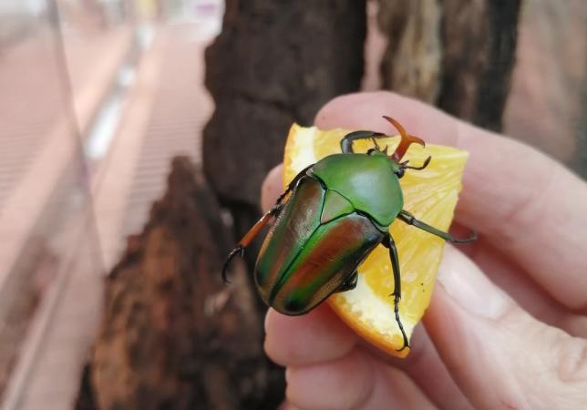 Flamboyant flower beetle - Eudicella gralli