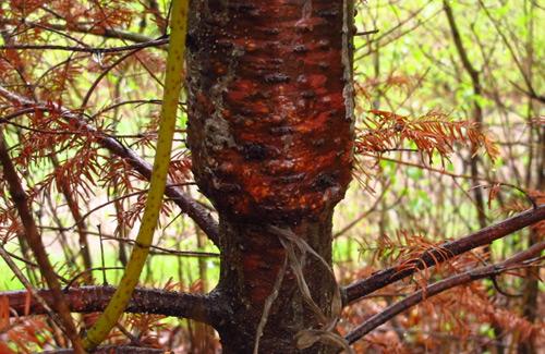 Une corde de nylon oubliée a étranglé l'arbre © Espace pour la vie (Pascale Maynard)