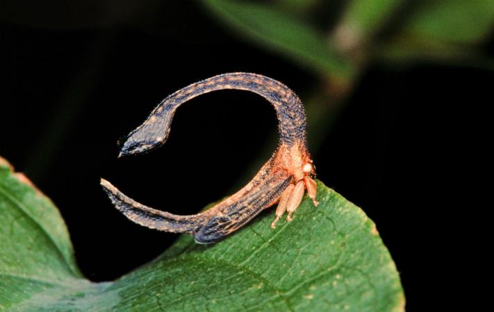 Cladonota sp. - Ce petit membracide affiche la même couleur que son milieu de vie.