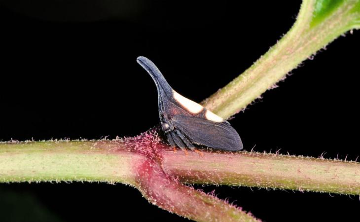 Enchenopa sp.- This small treehopper is the same color as its environment.