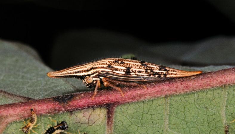 Polyglypta sp.- Ce petit membracide affiche la même couleur que son milieu de vie.
