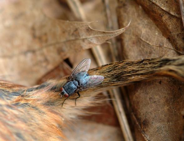 Attirée par le corps mort d’un tamia, cette mouche s’apprête à y pondre ses œufs. 