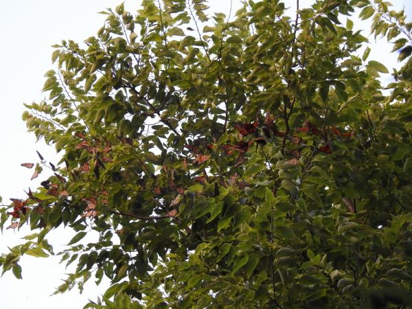 Monarchs roosting (Point Pelee, Ontario)