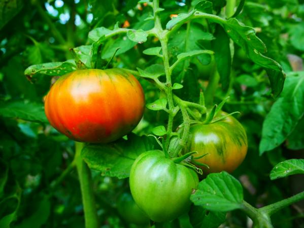 Plant de tomates