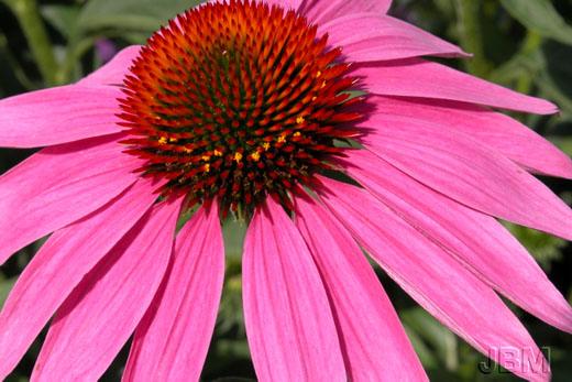 Echinacea  © Jardin botanique de Montréal (Lise Servant)