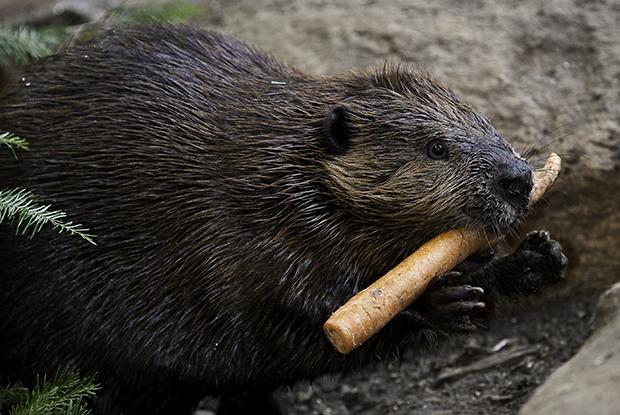 Castor © Biodôme de Montréal (Claude Lafond)