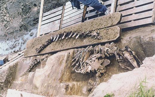Excavation des ossements du béluga à Saint-Félix-de-Valois © Société de Paléontologie du Québec