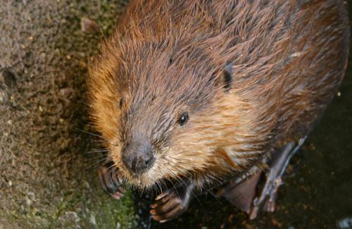 Through its activities, the beaver promotes biodiversity © Claude Lafond