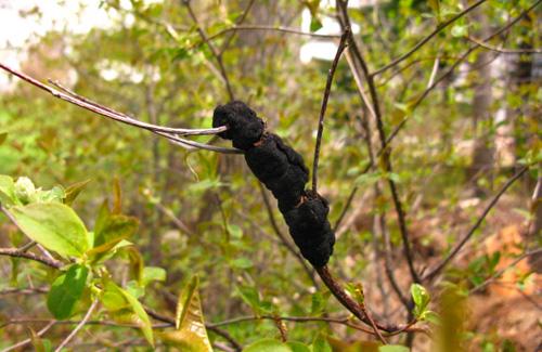 Nodule noir, © Jardin botanique