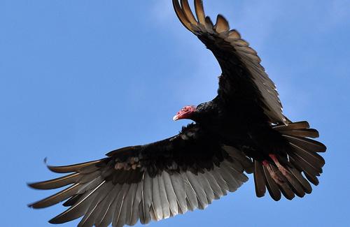 Turkey vulture © Flikr (jamia54)