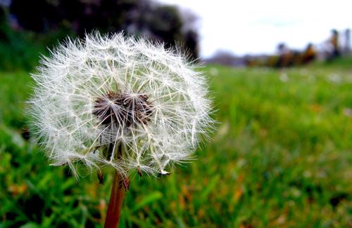Pissenlit (taraxacum) © cc Flickr (Simon-And-You)
