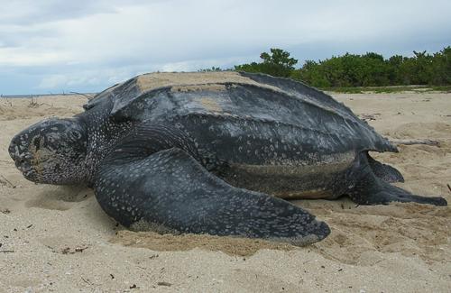 Tortue luth © cc Flickr (USFWSSoutheast)