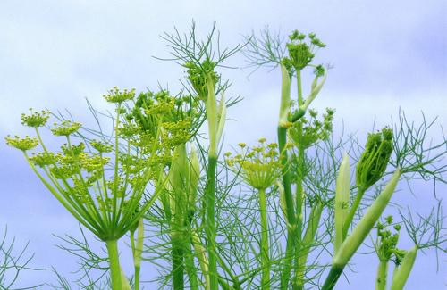 Fennel for a healthy jardin © cc Flickr (Andy Roberts)