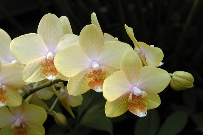 Phalaenopsis 'Leyte Gold'
