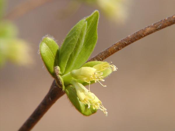 Ironwood (Ostrya virginiana)