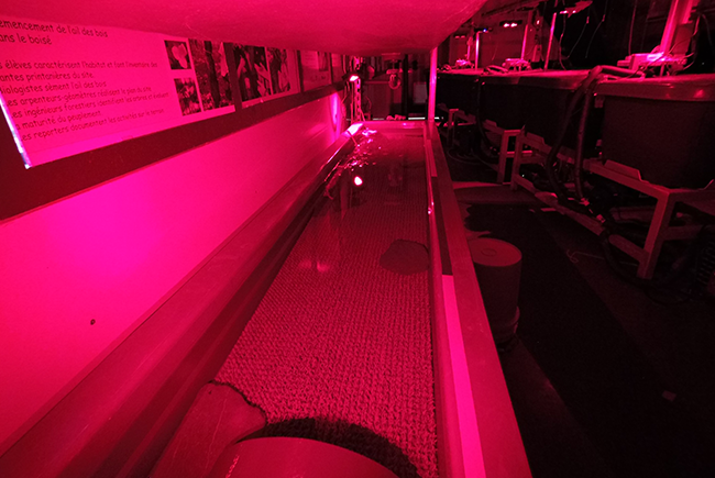 Dans le laboratoire du Biodôme, des essais préliminaires sont actuellement en cours sous photopériode contrôlée avec une lumière rouge pour les prises nocturnes. 