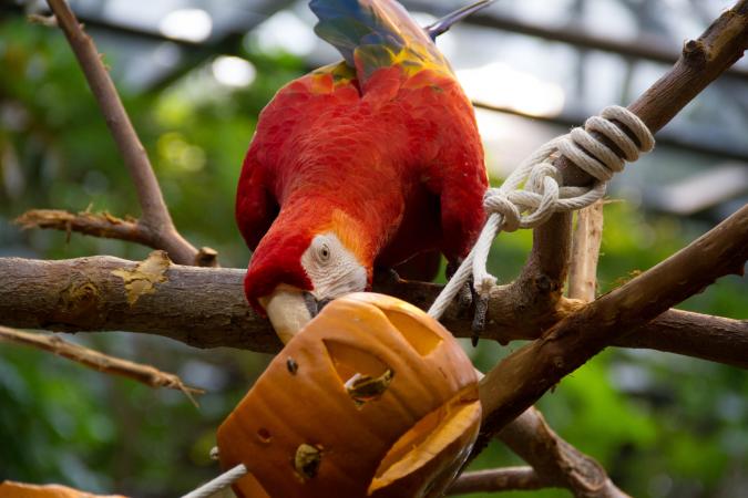 Scarlet macaw with a pumpkin