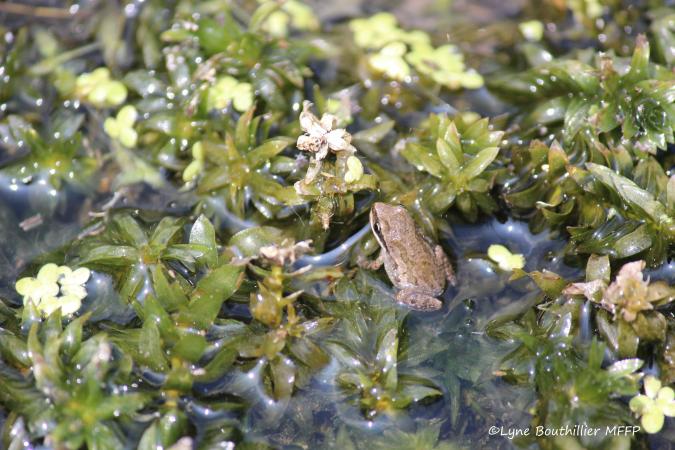 A young little chorus frog moving about in aquatic vegetation.