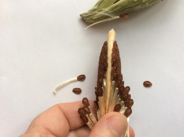 Masse compacte de soies et de graines une fois sortie du follicule.