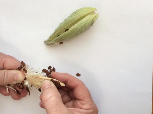 Comment séparer les graines des soies.