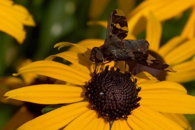 The bee fly’s wings are often adorned with dark-colored patterns.