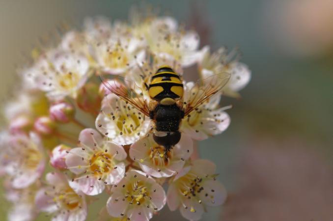 The black and yellow colors as well as the presence of a single pair of wings confirm that this is a syrphid.