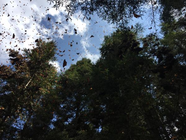 Papillons monarques dans leur aire d’hivernage au Mexique