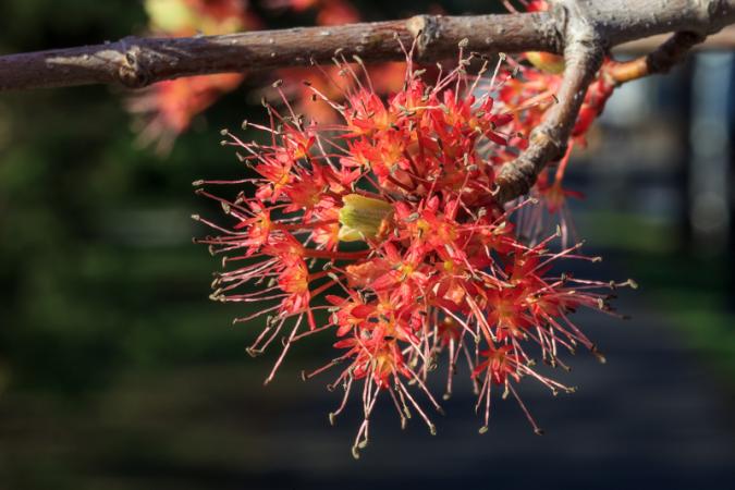 Érable rouge (Acer rubrum)