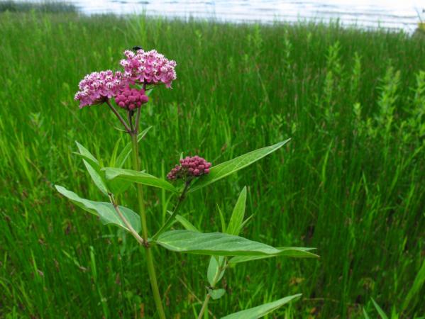 Asclépiade incarnate (Asclepias incarnata)