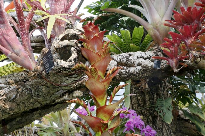Alcantarea imperialis - flowering stages - 2017-04-12