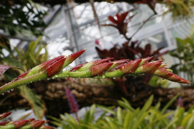 Alcantarea imperialis - flowering stages - 2017-04-24
