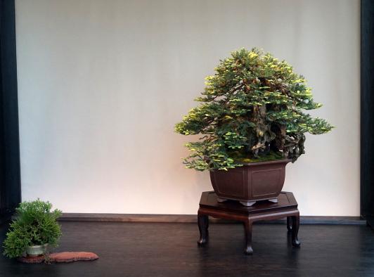 Sequoia sempervirent