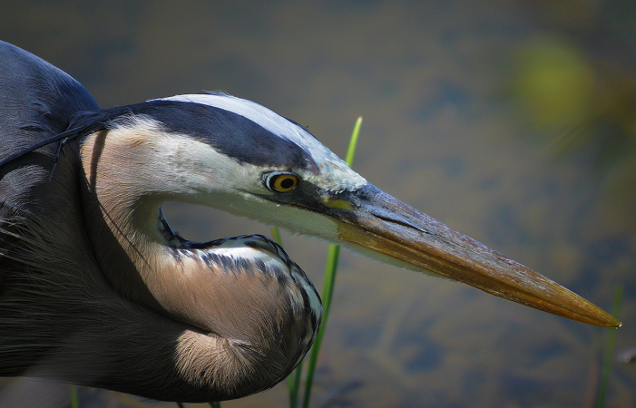 The St. Lawrence River, rich in fish and aquatic invertebrates, allows the great blue heron to feed on its banks.