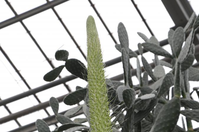 Agave guiengola in bloom - Jardin botanique de Montréal – January 15, 2020