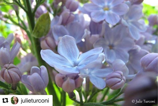 julieturconi