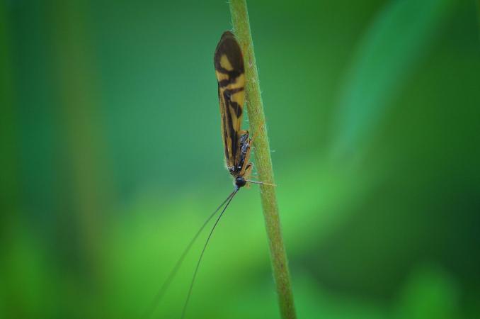 Adult caddisfly - Macrostemum zabratum