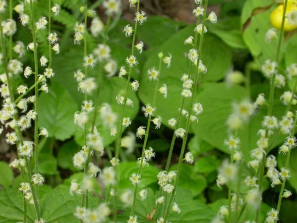 Mitrelle à deux feuilles (Mitella diphylla)