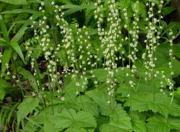 Mitrelle à deux feuilles (Mitella diphylla)