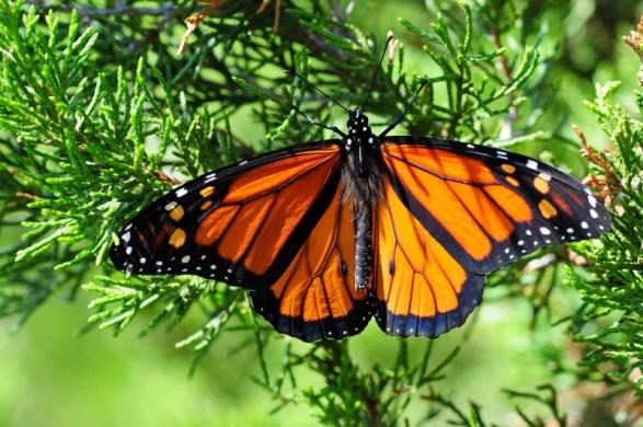 Across North America, people are investing considerable resources to protect the monarch butterfly, whose migratory populations have largely fallen off in the last 20 years.
