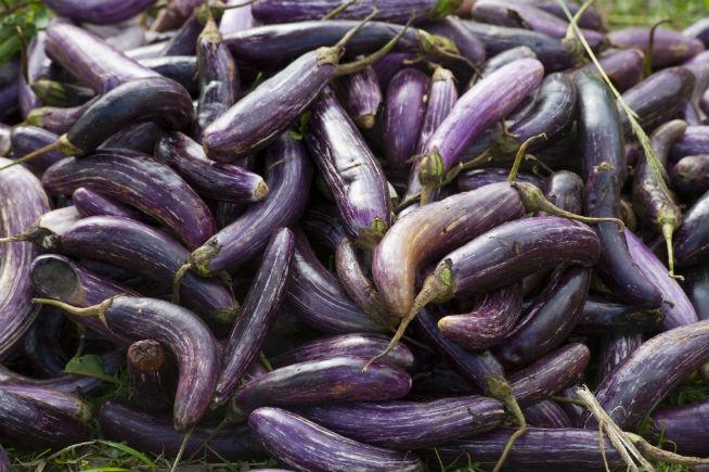 Aubergines ancestrales