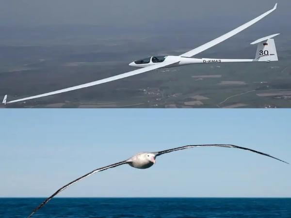 Gliders are inspired by the structure of albatrosses to guarantee maximum aerodynamics.