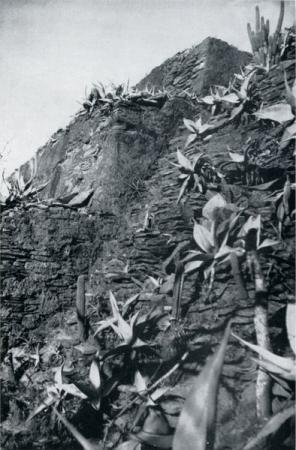 Cette photo met en évidence des Agave guiengolensis en nature, qui poussent sur une pyramide zapotèque à Guiengola, au Mexique. Les agaves sont accompagnés par d'autres plantes de la famille des cactacées.