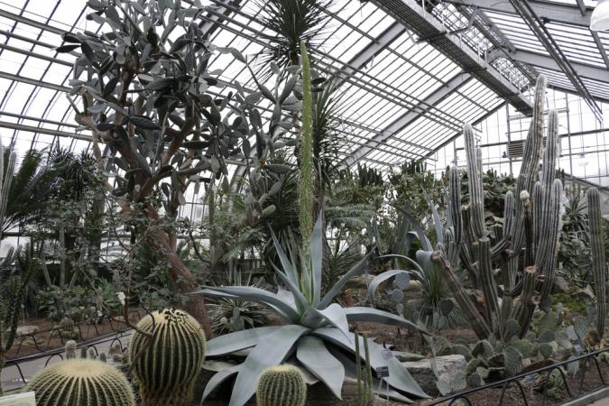 Agave guiengola en fleurs au Jardin botanique Rsz_jbm029100