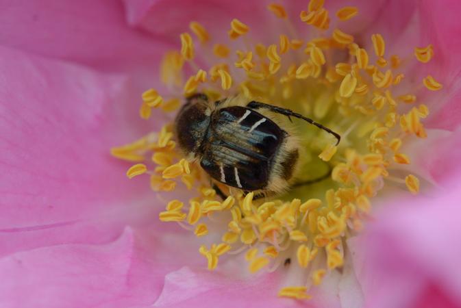 Bee-like flower scarab