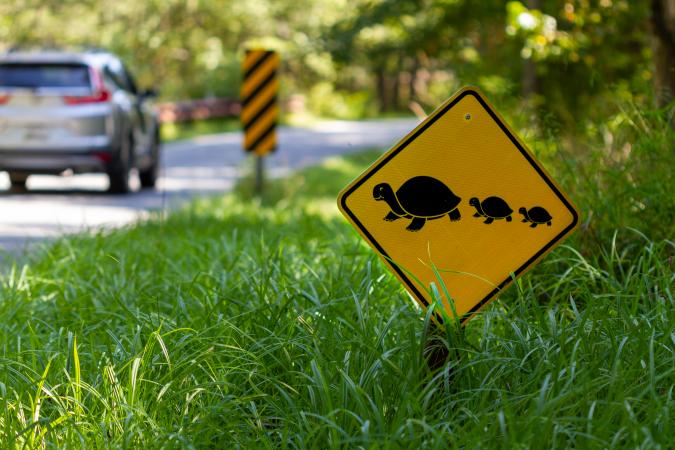 It’s possible to see, in some places in Québec, signs warning drivers that they may see turtles crossing the road.