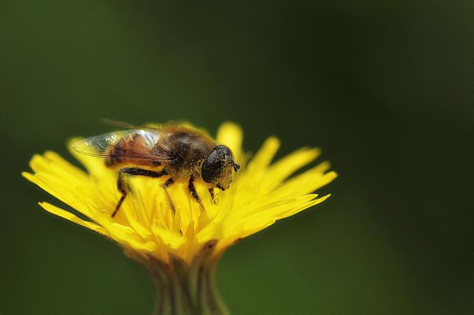 Comme tous les syrphidae, ce syrphe couvert de pollen contribuera peut-être à la pollinisation de la fleur sur laquelle il se trouve. 